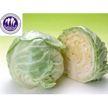 fresh green Chinese cabbage price